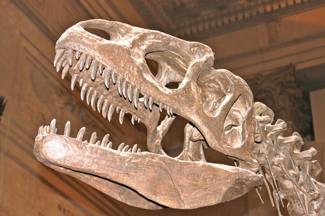 Natural History Museum