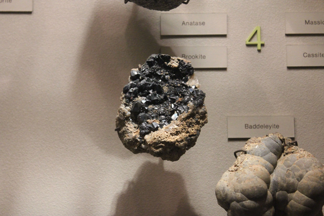 Natural History Museum