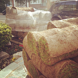 Our grass is here!