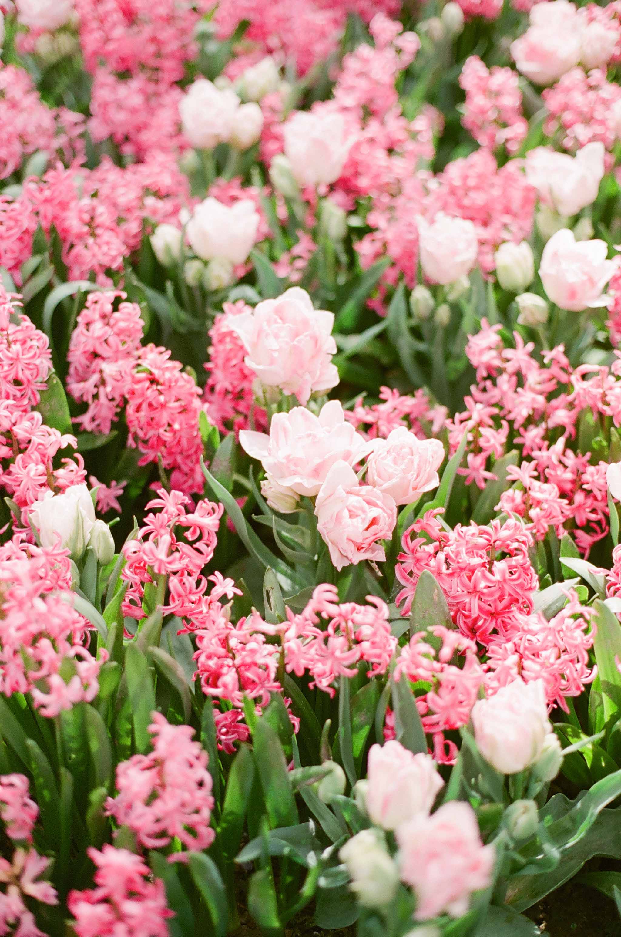 Floralia